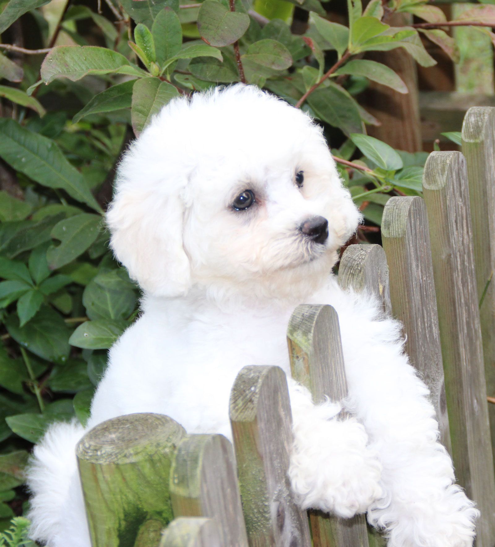 Bilder vom aktuellen Wurf SNOWFLAKE VICO und SNOWFLAKE KORA-MAY. Geburtsdatum 11.07.2013. 3 Rüden und 2 Hündinnen