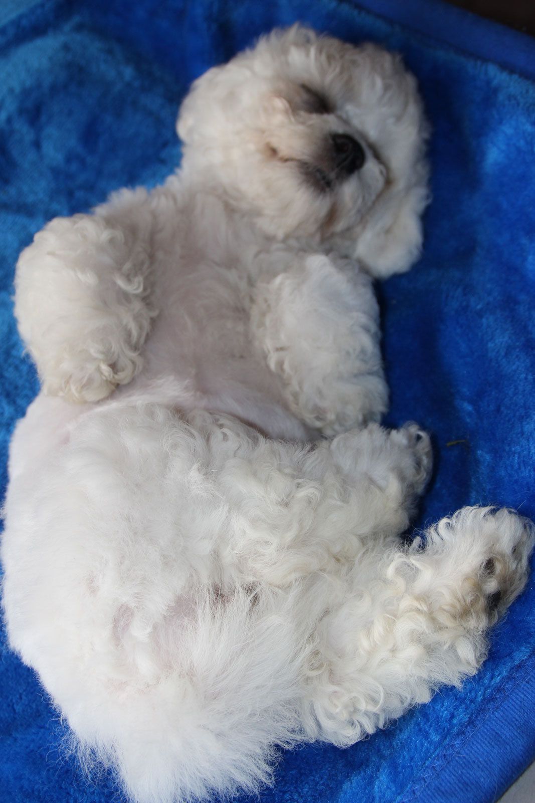 Bilder vom aktuellen Wurf SNOWFLAKE VICO und SNOWFLAKE KORA-MAY. Geburtsdatum 11.07.2013. 3 Rüden und 2 Hündinnen