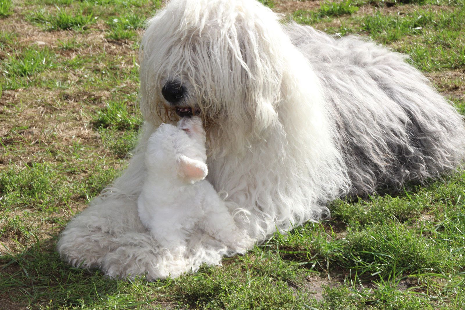 Bilder vom aktuellen Wurf SNOWFLAKE VICO und SNOWFLAKE KORA-MAY. Geburtsdatum 11.07.2013. 3 Rüden und 2 Hündinnen