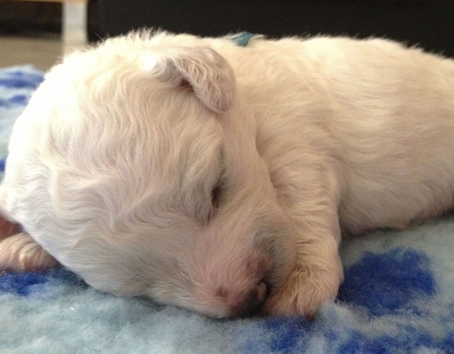 Bilder vom aktuellen Wurf SNOWFLAKE VICO und SNOWFLAKE KORA-MAY. Geburtsdatum 11.07.2013. 3 Rüden und 2 Hündinnen