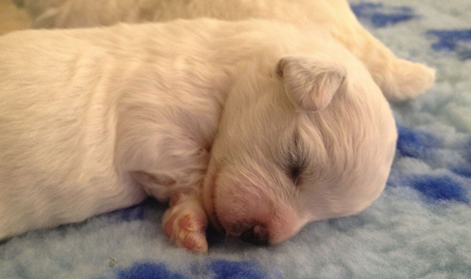 Bilder vom aktuellen Wurf SNOWFLAKE VICO und SNOWFLAKE KORA-MAY. Geburtsdatum 11.07.2013. 3 Rüden und 2 Hündinnen