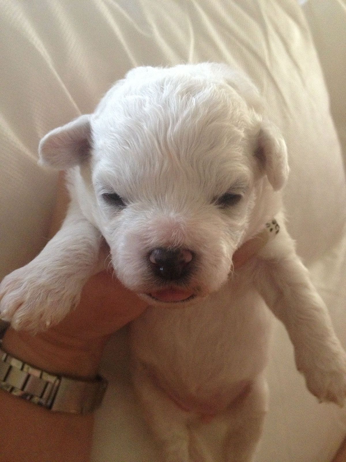 Bilder vom aktuellen Wurf SNOWFLAKE VICO und SNOWFLAKE KORA-MAY. Geburtsdatum 11.07.2013. 3 Rüden und 2 Hündinnen