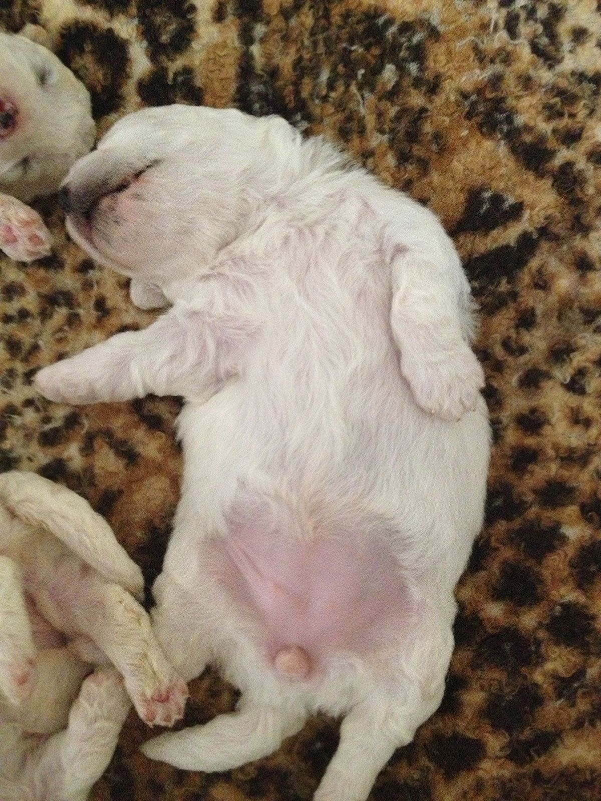 Bilder vom aktuellen Wurf SNOWFLAKE VICO und SNOWFLAKE KORA-MAY. Geburtsdatum 11.07.2013. 3 Rüden und 2 Hündinnen