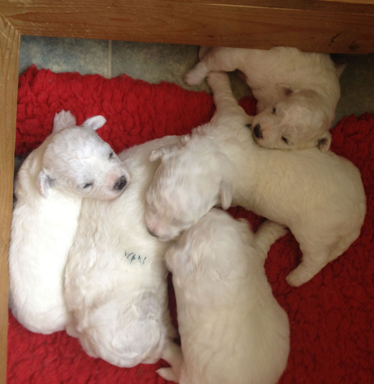 Bilder vom aktuellen Wurf SNOWFLAKE VICO und SNOWFLAKE KORA-MAY. Geburtsdatum 11.07.2013. 3 Rüden und 2 Hündinnen