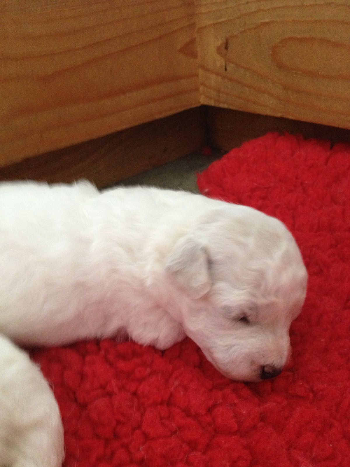 Bilder vom aktuellen Wurf SNOWFLAKE VICO und SNOWFLAKE KORA-MAY. Geburtsdatum 11.07.2013. 3 Rüden und 2 Hündinnen