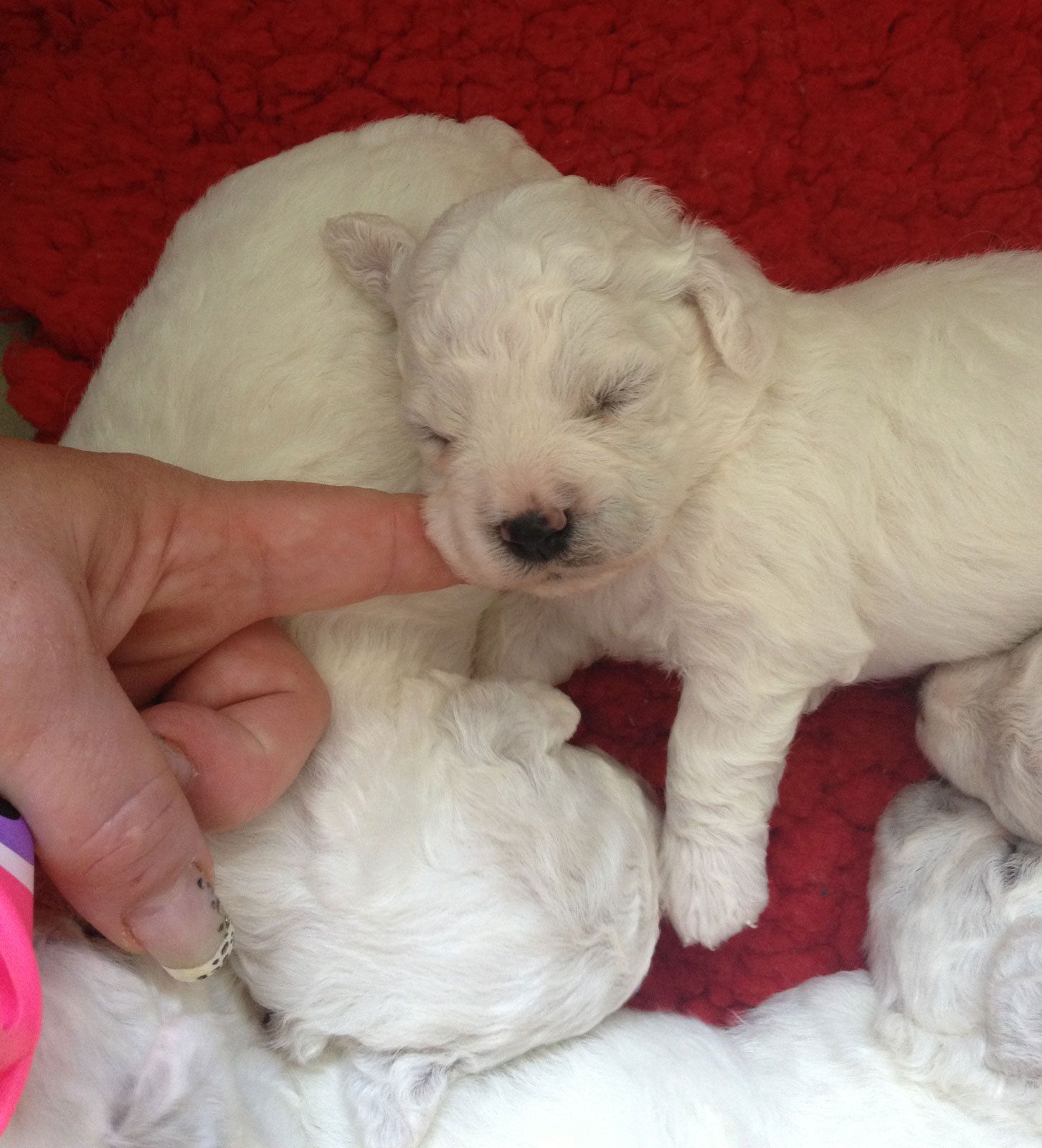 Bilder vom aktuellen Wurf SNOWFLAKE VICO und SNOWFLAKE KORA-MAY. Geburtsdatum 11.07.2013. 3 Rüden und 2 Hündinnen