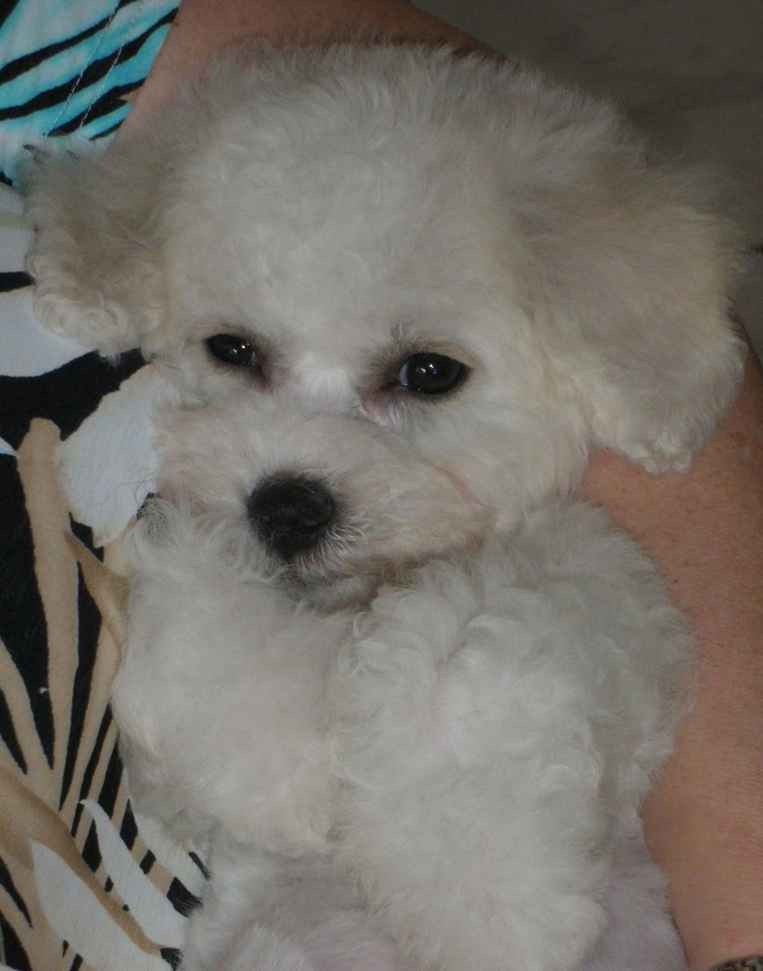 Snowflake Bichon Frisé