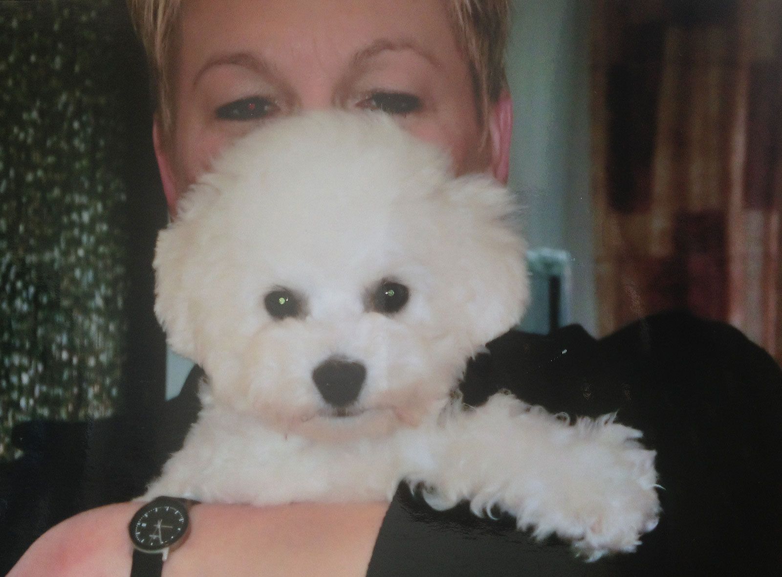 Snowflake Bichon Frisé