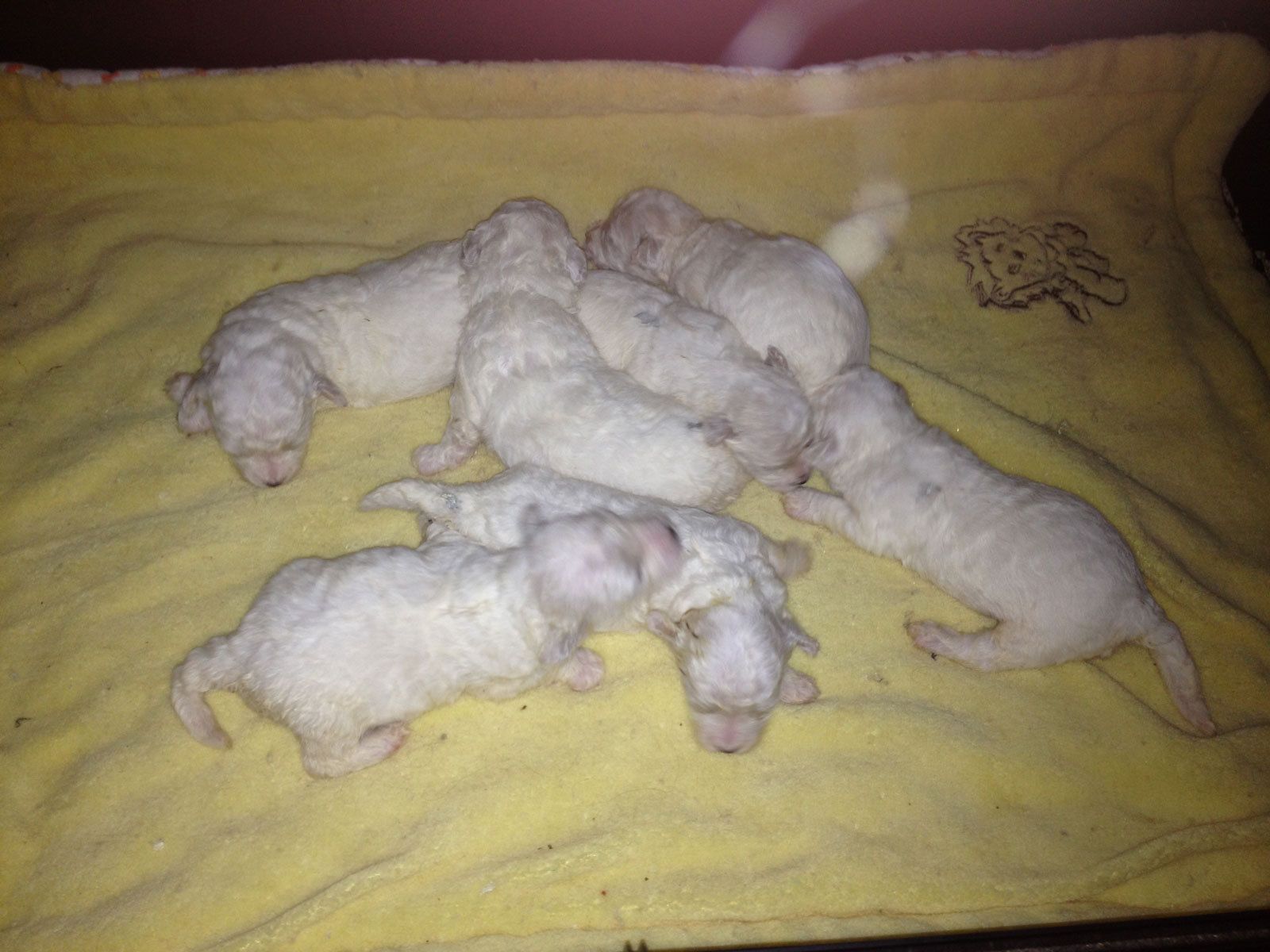 Bilder vom aktuellen Wurf HONEY DREAMS YANKEE SUNNY und SNOWFLAKE WHITE MISSY. SNOWFLAKE