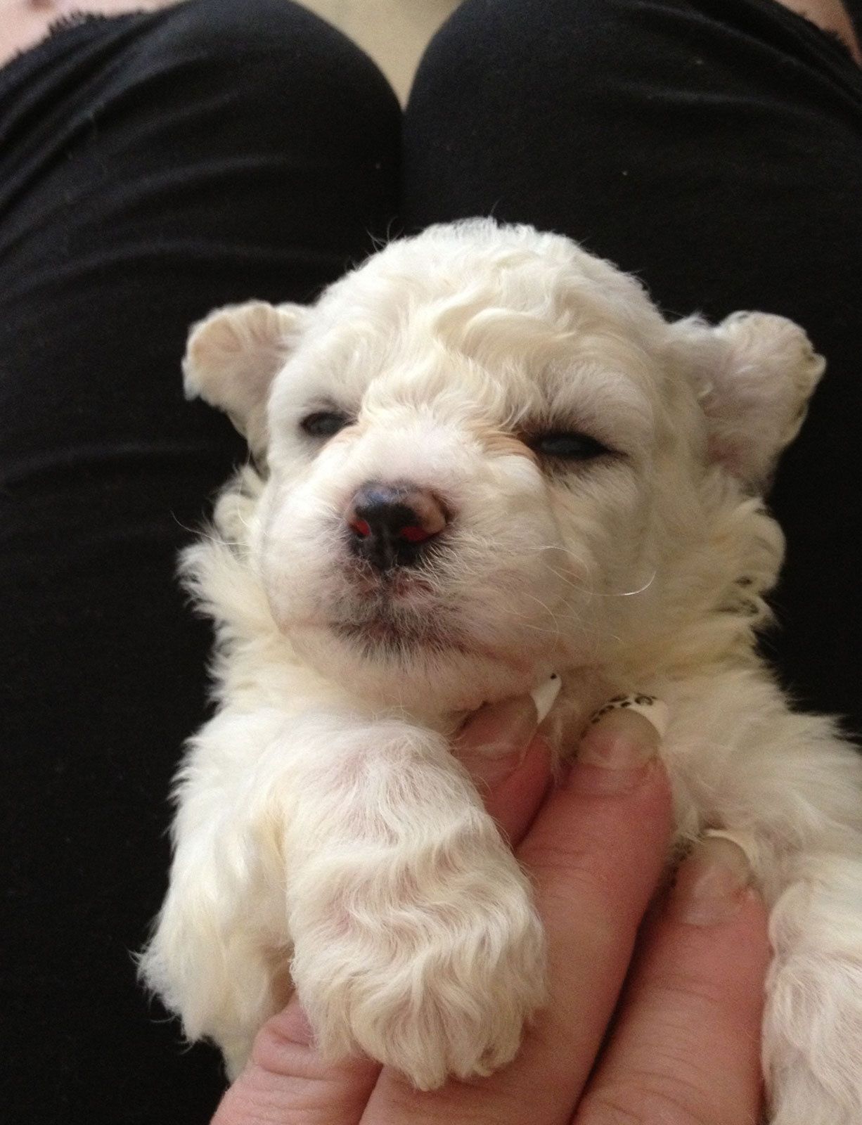 Bilder vom aktuellen Wurf HONEY DREAMS YANKEE SUNNY und SNOWFLAKE WHITE MISSY. SNOWFLAKE