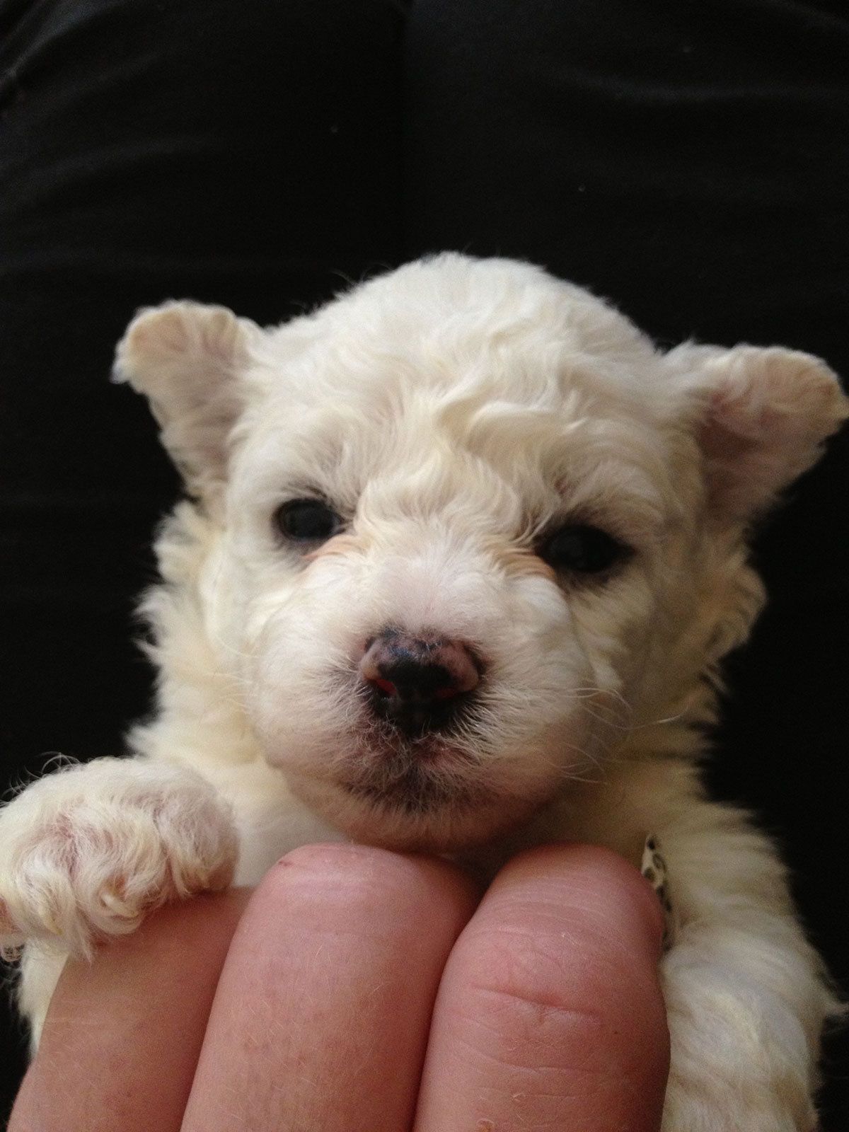 Bilder vom aktuellen Wurf HONEY DREAMS YANKEE SUNNY und SNOWFLAKE WHITE MISSY. SNOWFLAKE