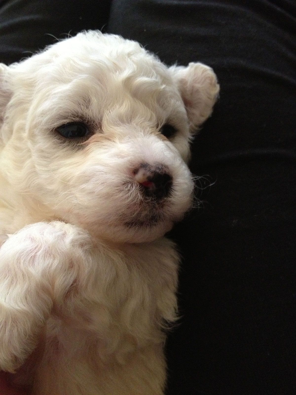 Bilder vom aktuellen Wurf HONEY DREAMS YANKEE SUNNY und SNOWFLAKE WHITE MISSY. SNOWFLAKE