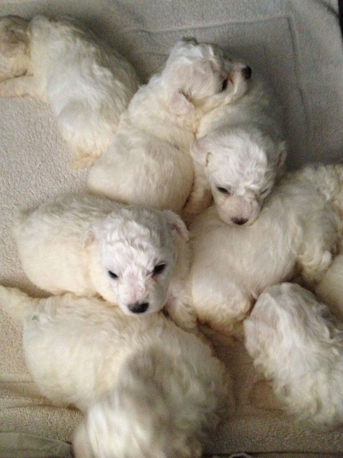 Bilder vom aktuellen Wurf HONEY DREAMS YANKEE SUNNY und SNOWFLAKE WHITE MISSY. SNOWFLAKE