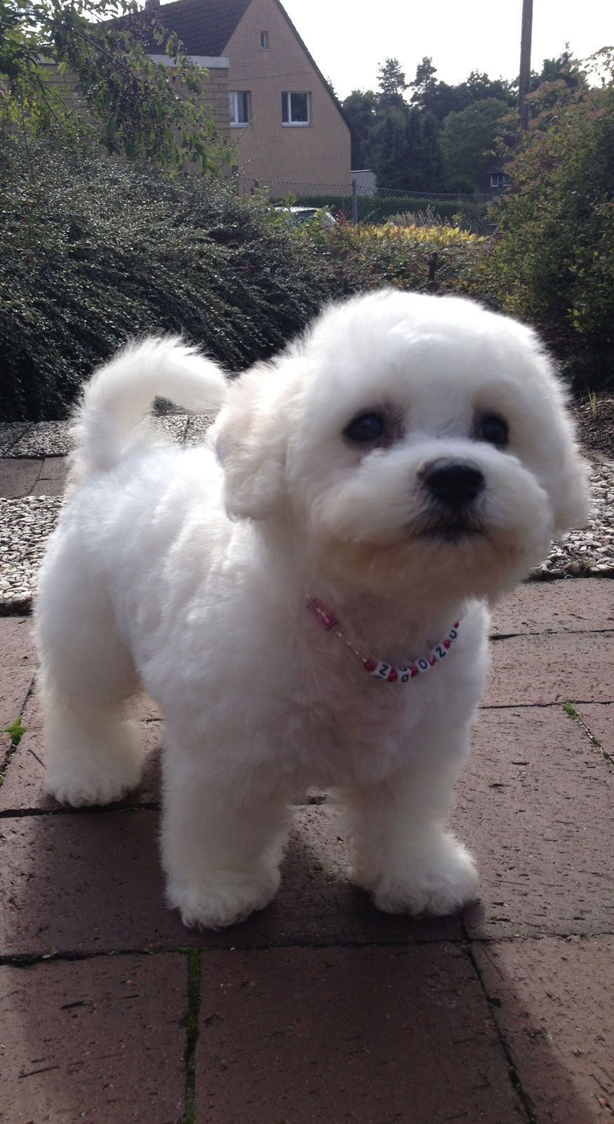 Bilder vom aktuellen Wurf HONEY DREAMS YANKEE SUNNY und SNOWFLAKE WHITE MISSY. SNOWFLAKE