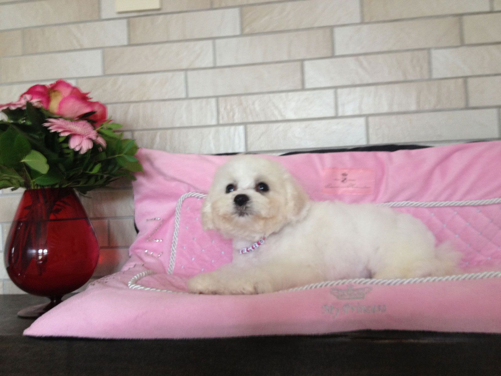 Bilder vom aktuellen Wurf HONEY DREAMS YANKEE SUNNY und SNOWFLAKE WHITE MISSY. SNOWFLAKE