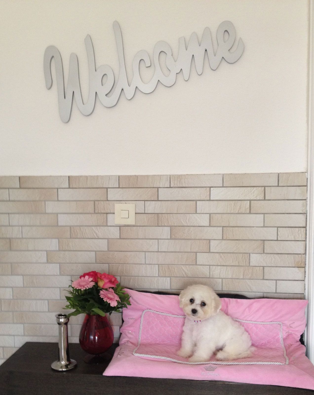 Bilder vom aktuellen Wurf HONEY DREAMS YANKEE SUNNY und SNOWFLAKE WHITE MISSY. SNOWFLAKE