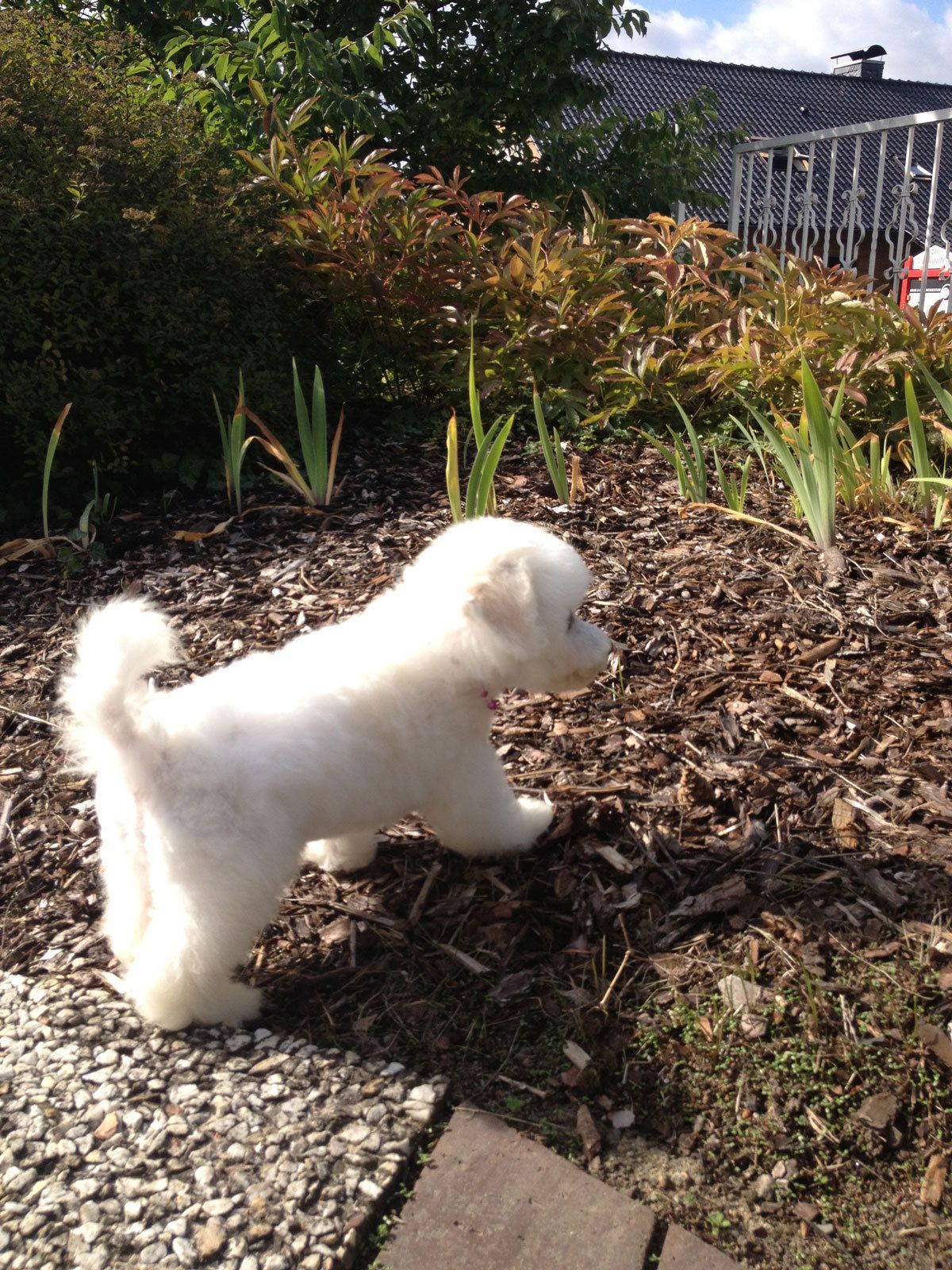 Bilder vom aktuellen Wurf HONEY DREAMS YANKEE SUNNY und SNOWFLAKE WHITE MISSY. SNOWFLAKE