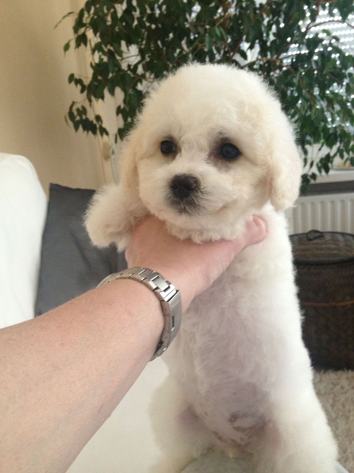 Bilder vom aktuellen Wurf HONEY DREAMS YANKEE SUNNY und SNOWFLAKE WHITE MISSY. SNOWFLAKE