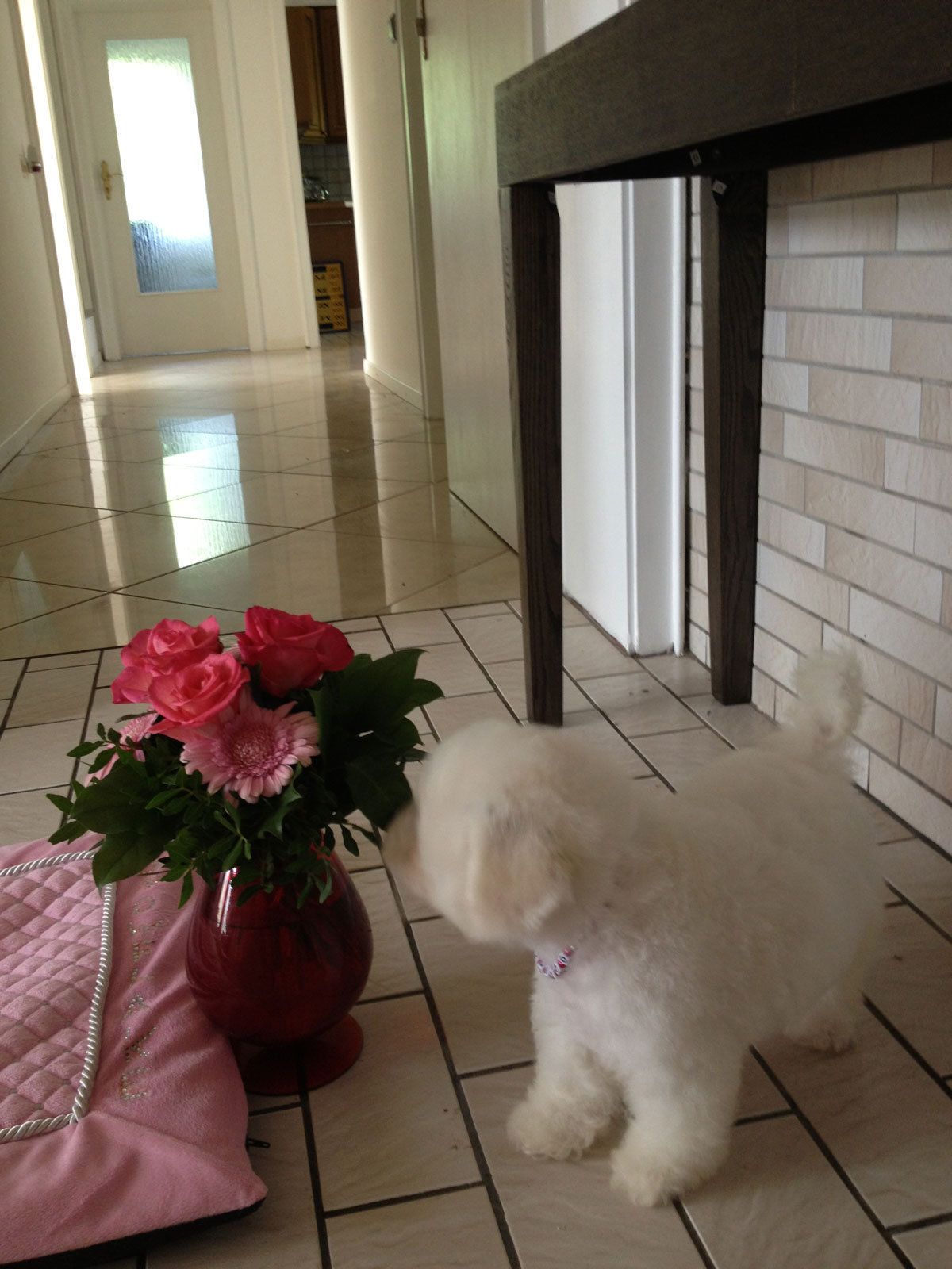 Bilder vom aktuellen Wurf HONEY DREAMS YANKEE SUNNY und SNOWFLAKE WHITE MISSY. SNOWFLAKE