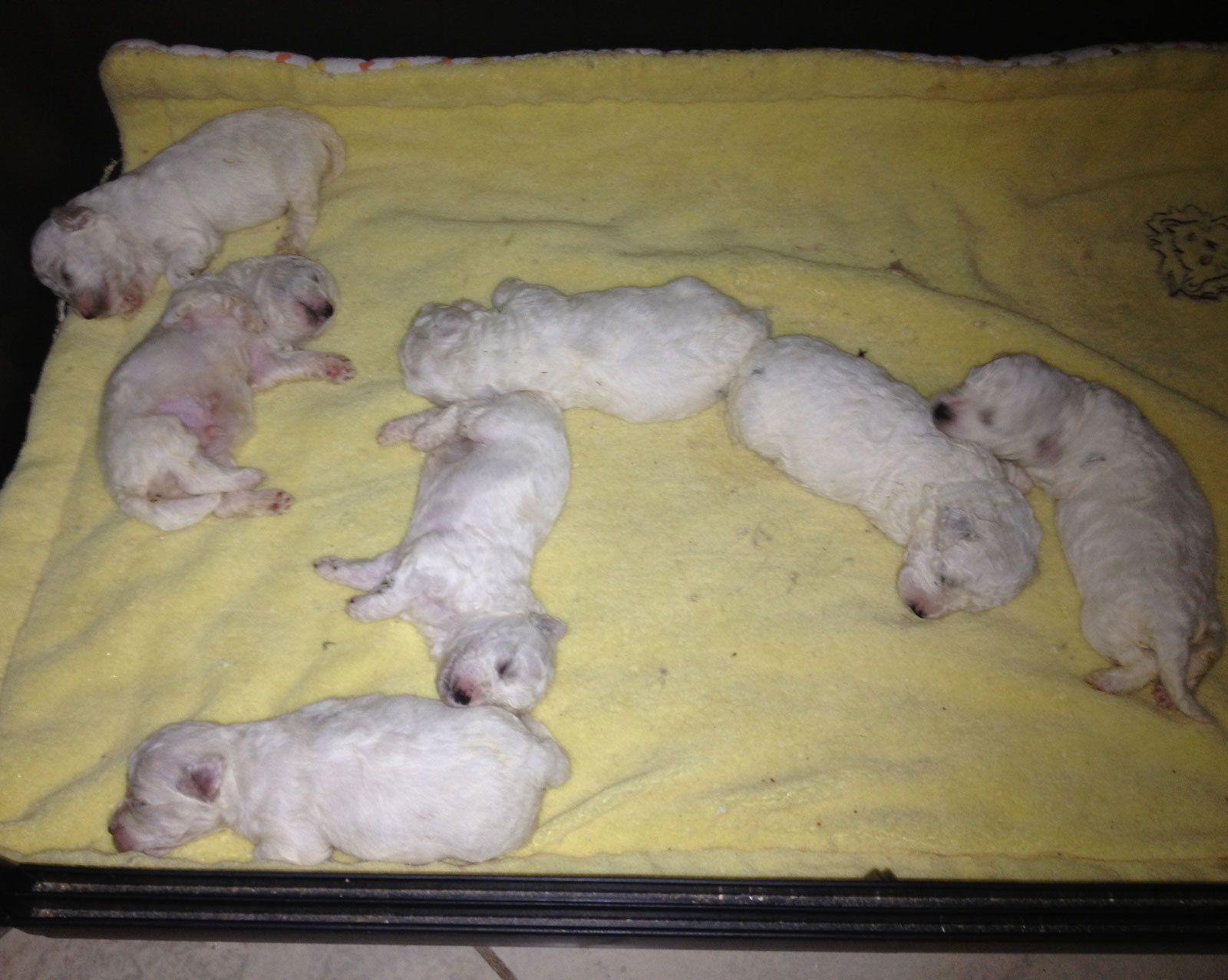 Bilder vom aktuellen Wurf HONEY DREAMS YANKEE SUNNY und SNOWFLAKE WHITE MISSY. SNOWFLAKE