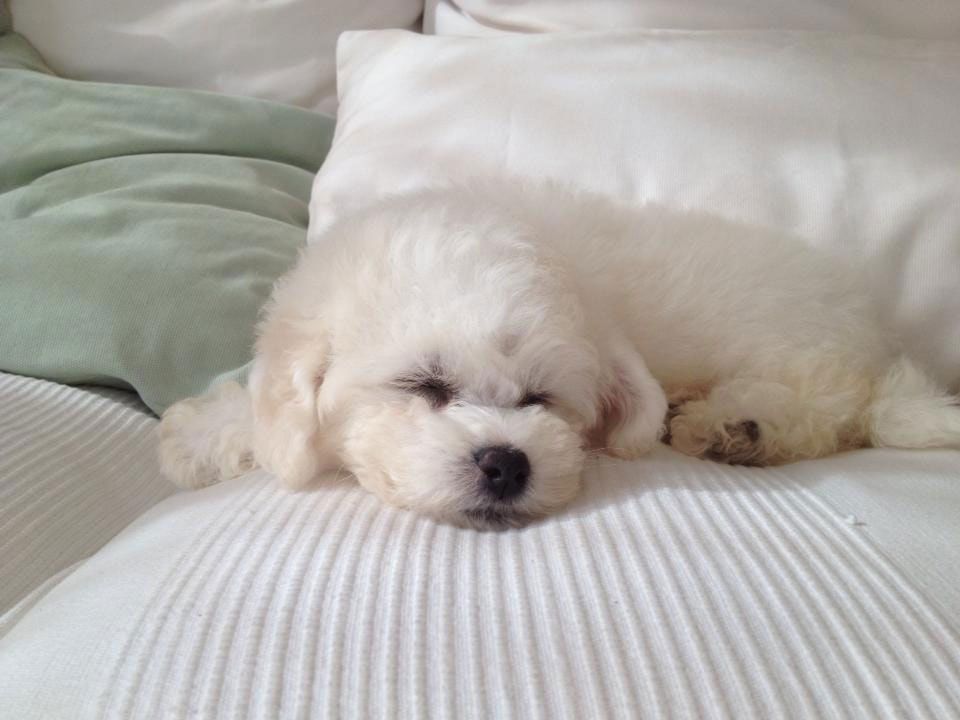 Bilder vom aktuellen Wurf HONEY DREAMS YANKEE SUNNY und SNOWFLAKE WHITE MISSY. SNOWFLAKE