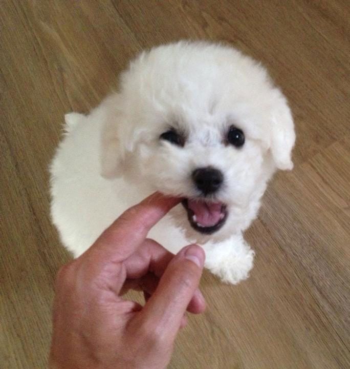 Bilder vom aktuellen Wurf HONEY DREAMS YANKEE SUNNY und SNOWFLAKE WHITE MISSY. SNOWFLAKE