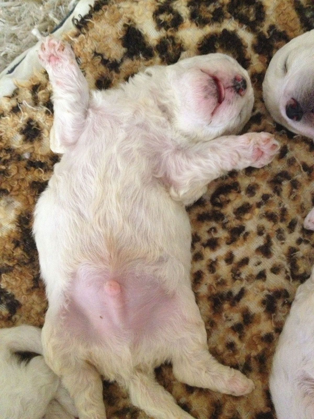 Bilder vom aktuellen Wurf HONEY DREAMS YANKEE SUNNY und SNOWFLAKE WHITE MISSY. SNOWFLAKE