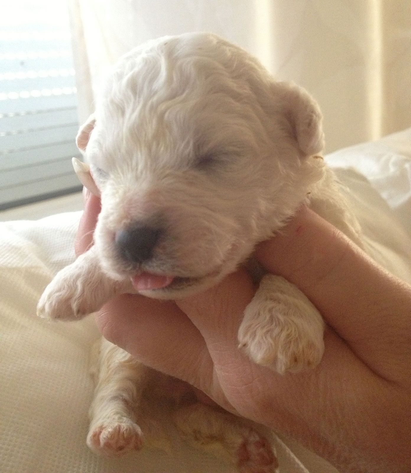 Bilder vom aktuellen Wurf HONEY DREAMS YANKEE SUNNY und SNOWFLAKE WHITE MISSY. SNOWFLAKE