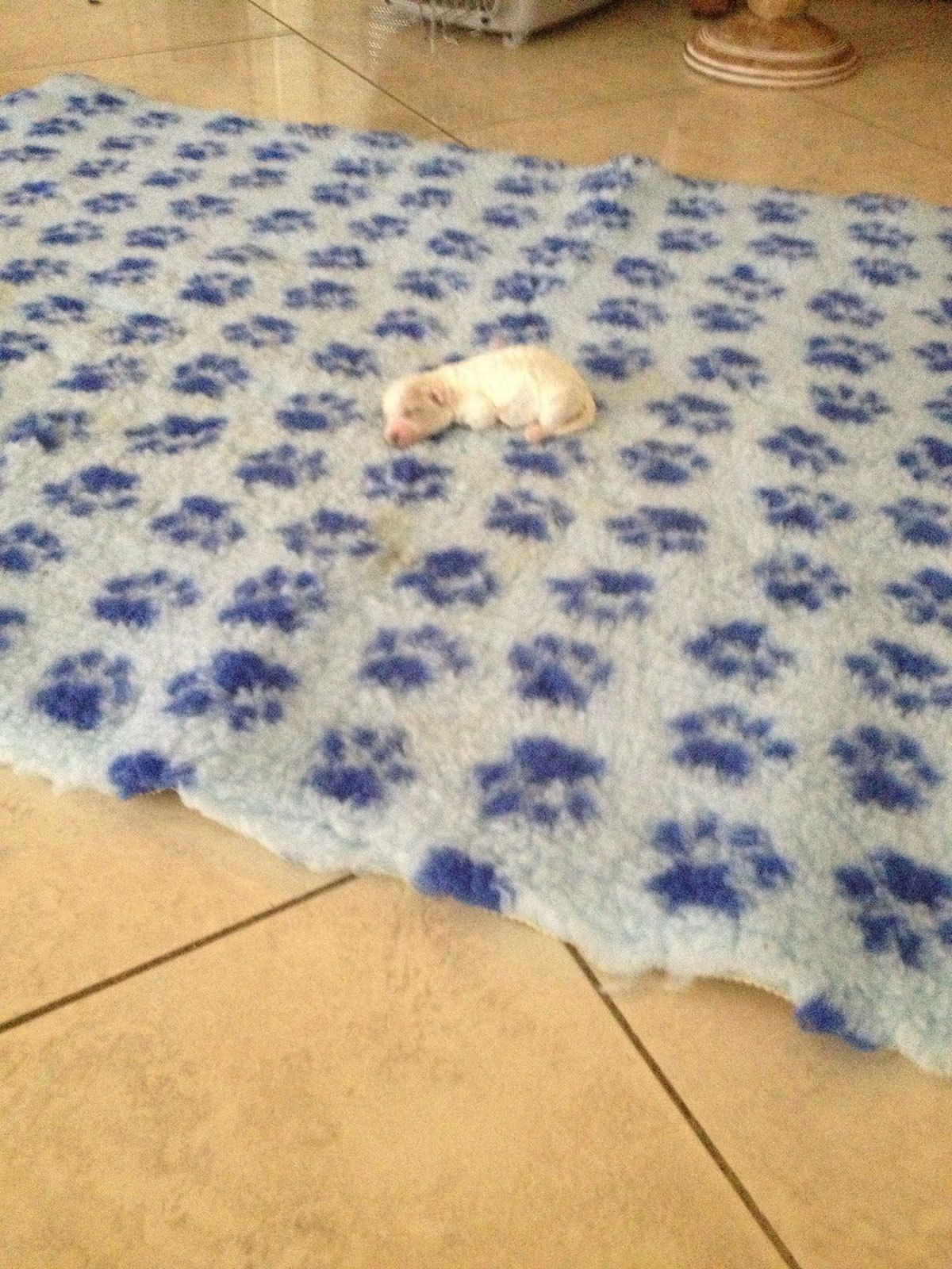 Bilder vom aktuellen Wurf HONEY DREAMS YANKEE SUNNY und SNOWFLAKE WHITE MISSY. SNOWFLAKE