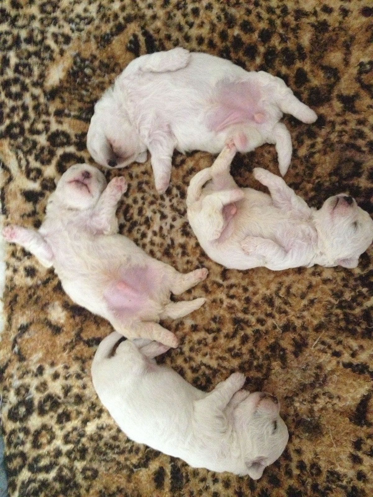 Bilder vom aktuellen Wurf HONEY DREAMS YANKEE SUNNY und SNOWFLAKE WHITE MISSY. SNOWFLAKE