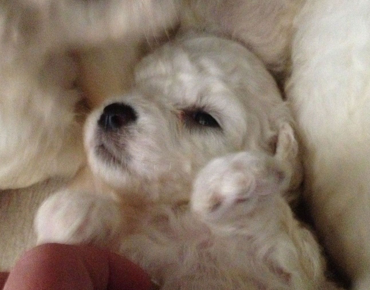 Bilder vom aktuellen Wurf HONEY DREAMS YANKEE SUNNY und SNOWFLAKE WHITE MISSY. SNOWFLAKE