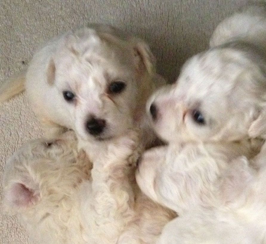 Bilder vom aktuellen Wurf HONEY DREAMS YANKEE SUNNY und SNOWFLAKE WHITE MISSY. SNOWFLAKE