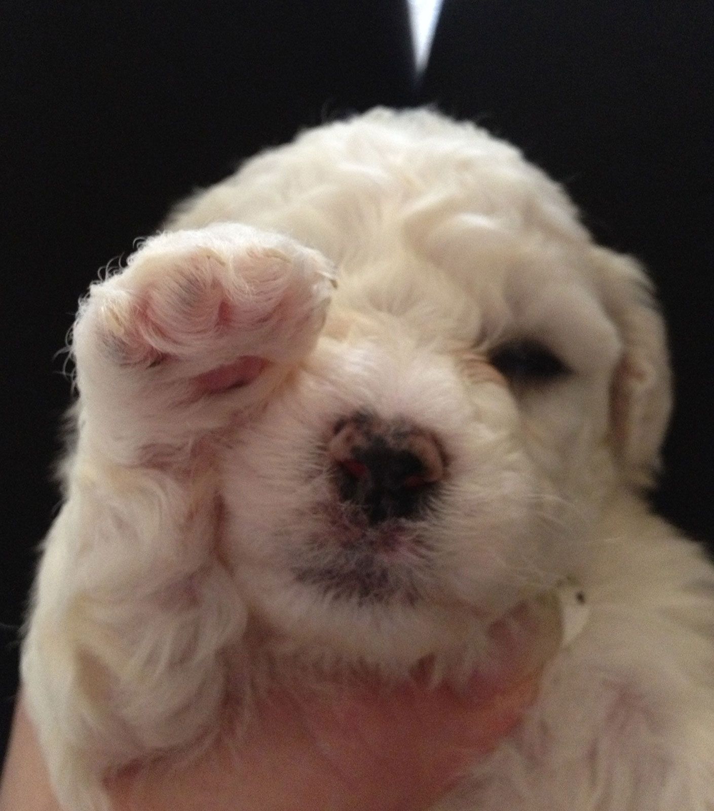 Bilder vom aktuellen Wurf HONEY DREAMS YANKEE SUNNY und SNOWFLAKE WHITE MISSY. SNOWFLAKE