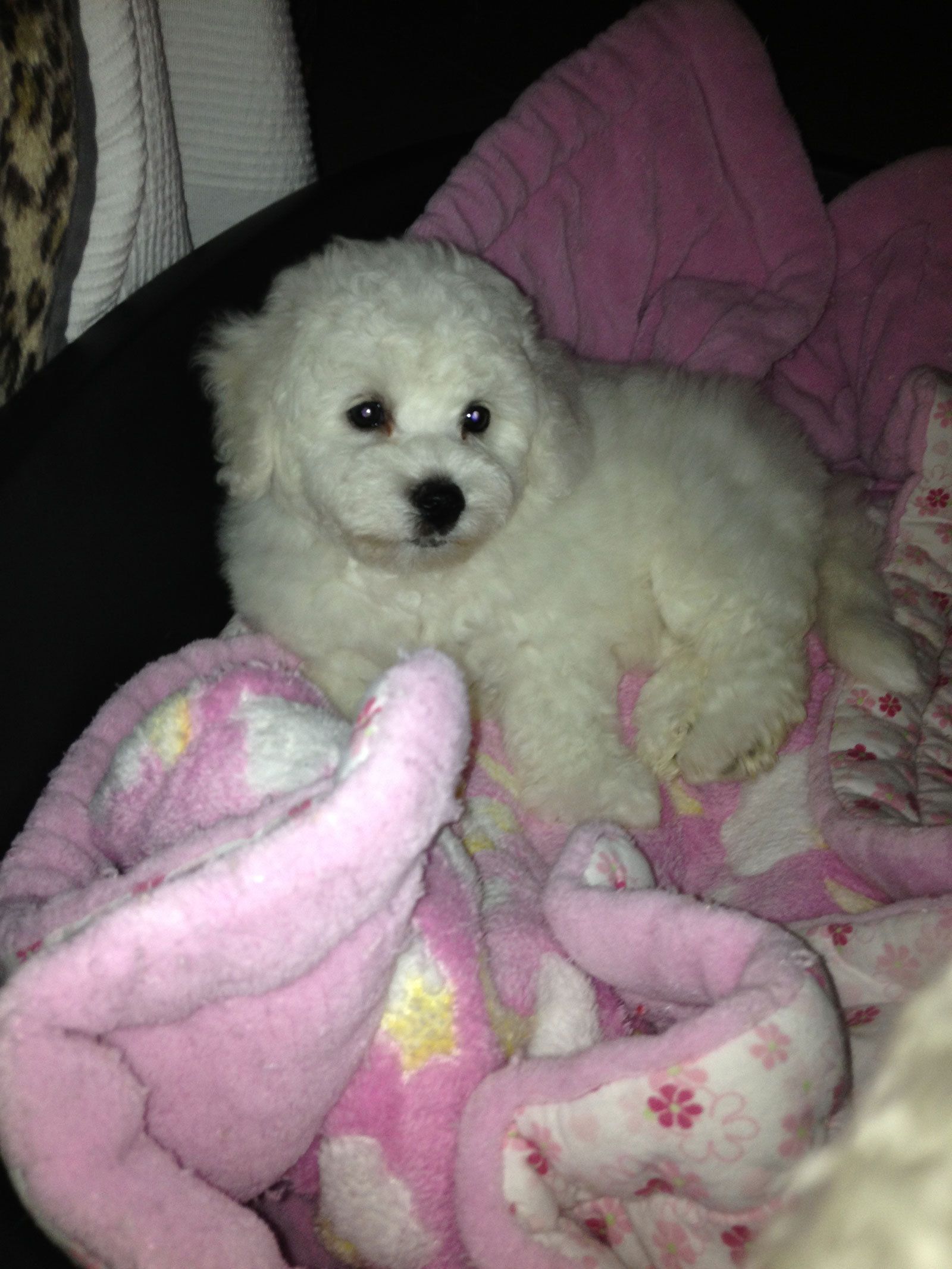 Snowflake Bichon Frisé