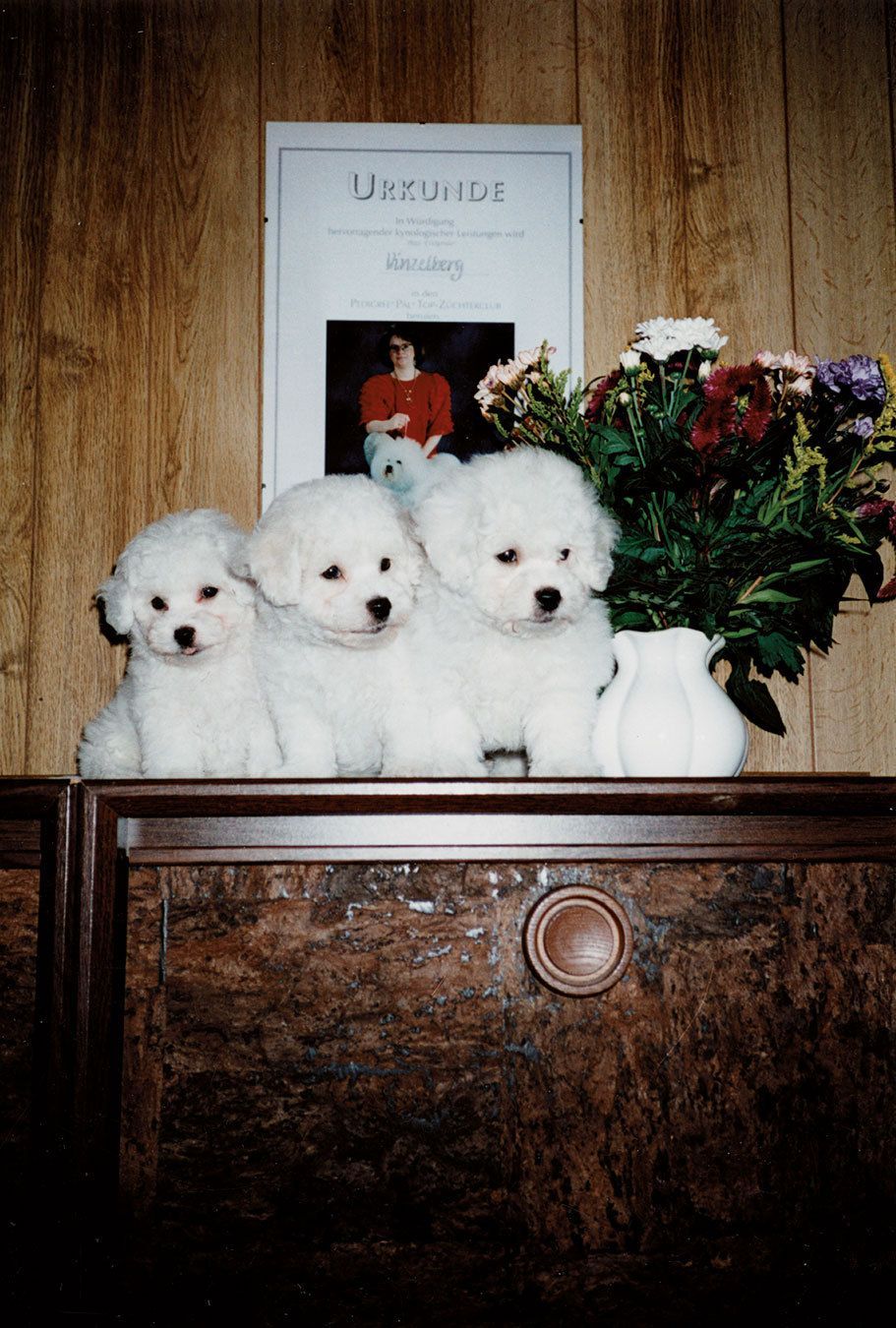 Snowflake Bichon Frisé