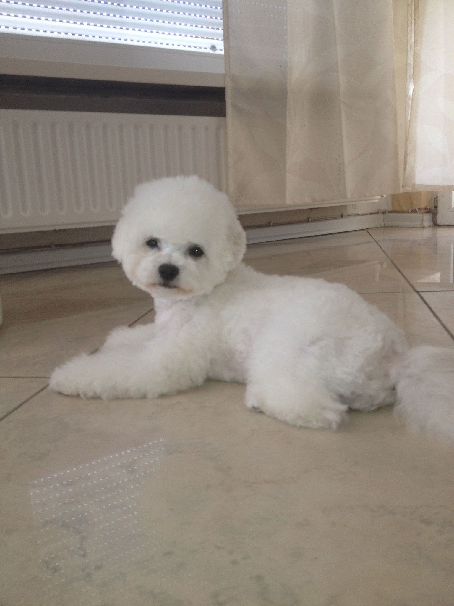 Snowflake Bichon Frisé
