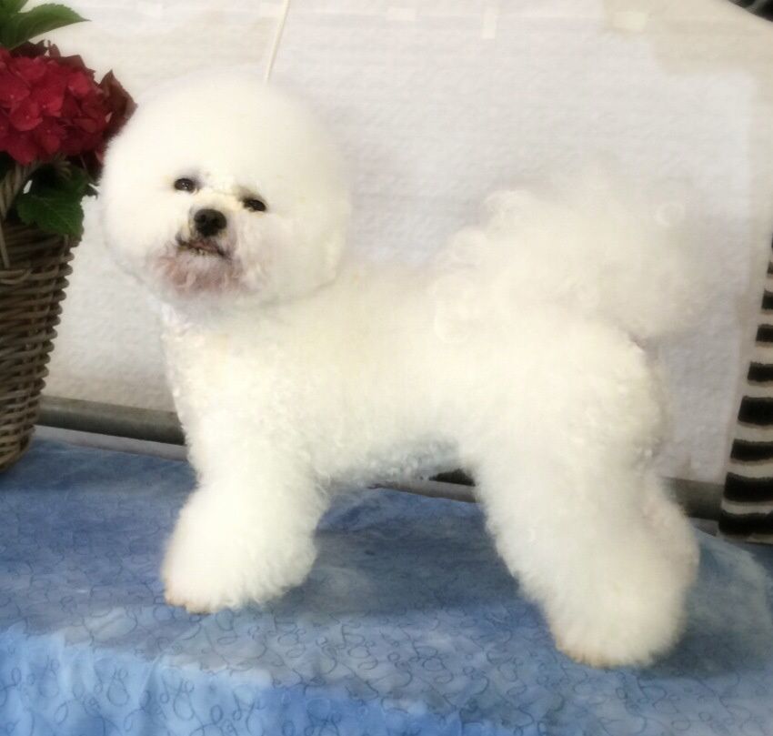 Snowflake Bichon Frisé