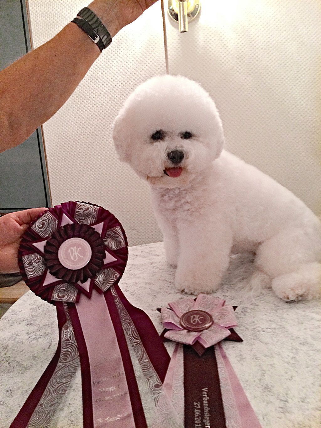 Snowflake Bichon Frisé