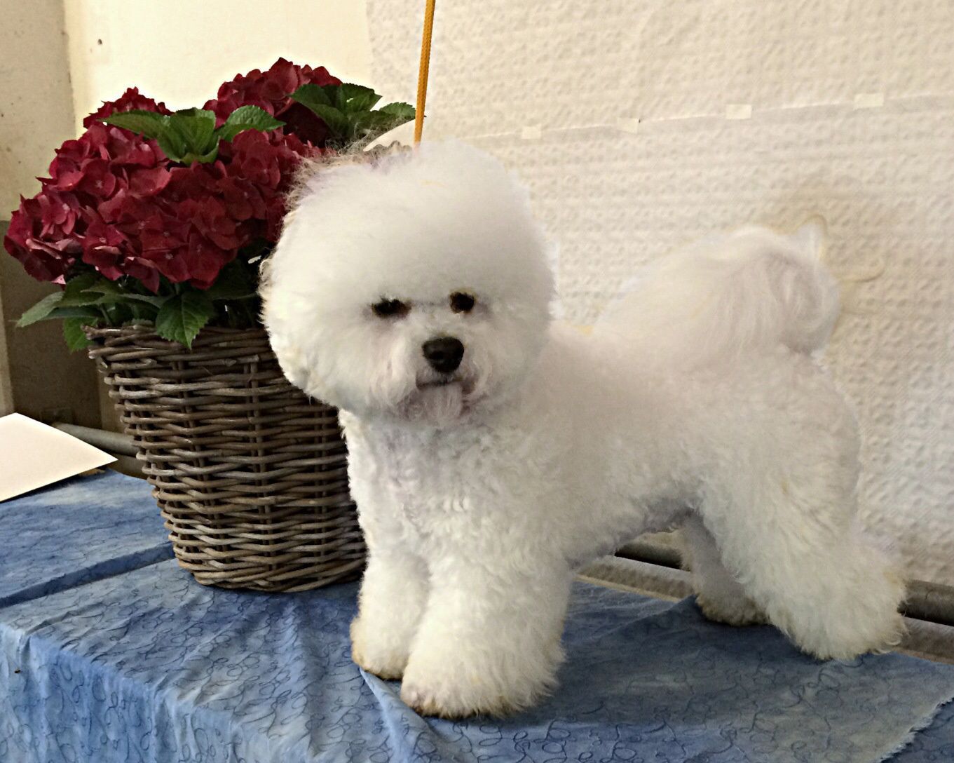 Snowflake Bichon Frisé