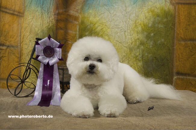 Snowflake Bichon Frisé