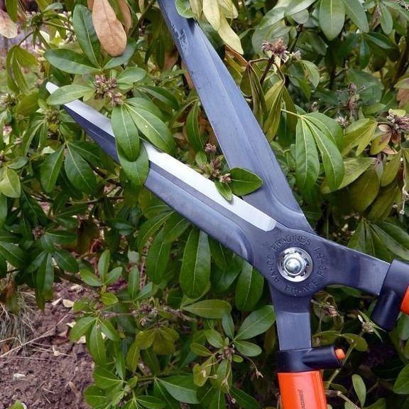 Jardin - entretien - S.Vaney Paysagiste