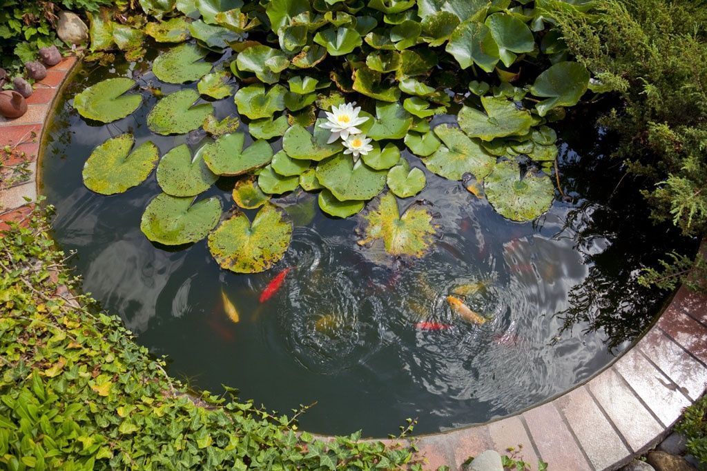 Création de biotope - S.Vaney Paysagiste