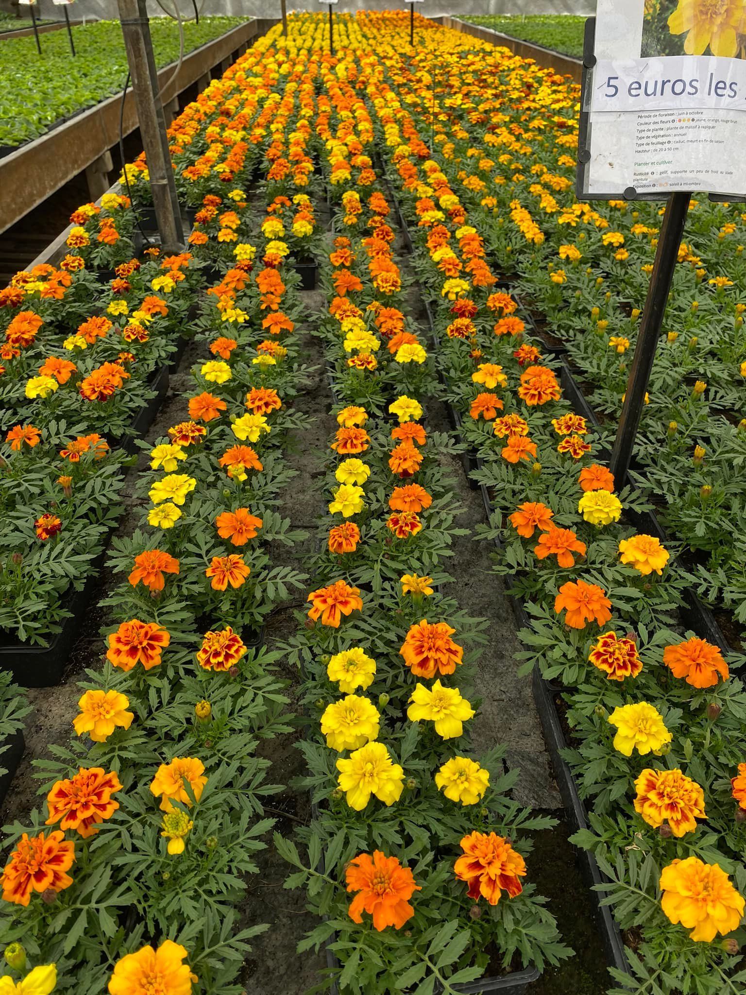 Rang de fleurs jaunes