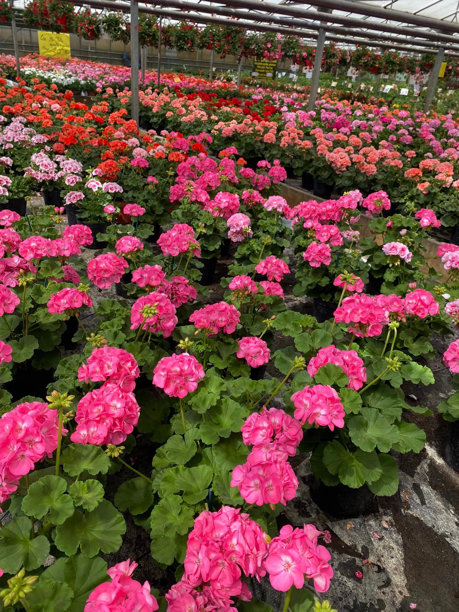 Plants de fleurs roses