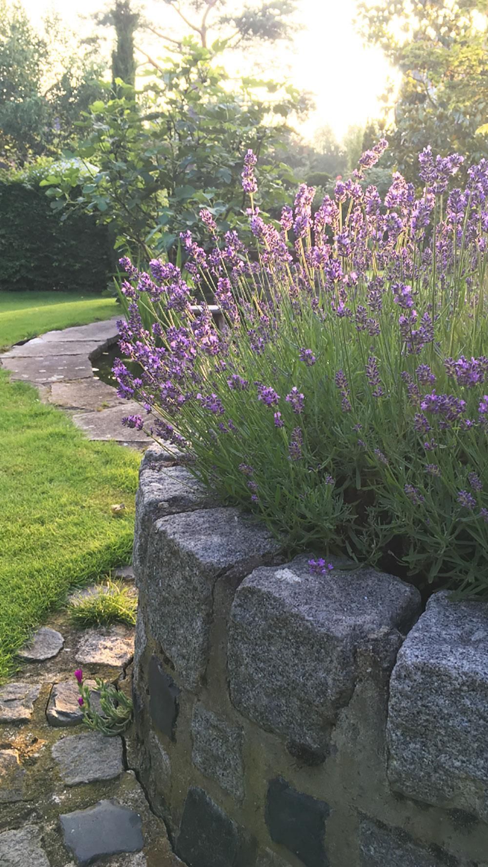 Eine Steinmauer, umgeben von violetten Blumen in einem Garten.