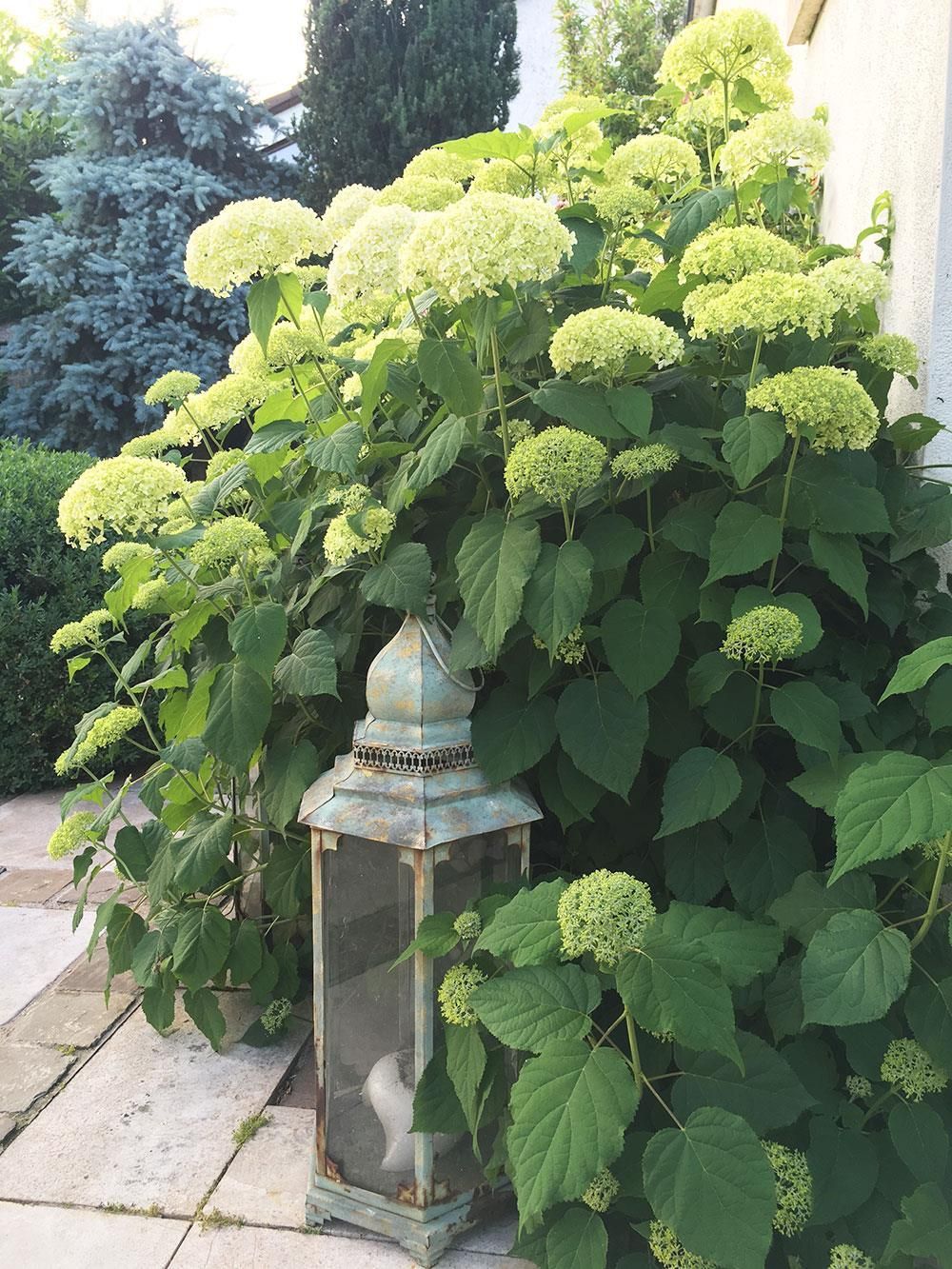 Neben einem Busch mit grünen Blumen steht eine Laterne.