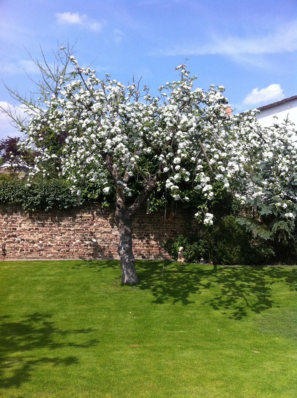 Ein Baum mit weißen Blüten steht inmitten einer üppigen grünen Wiese.