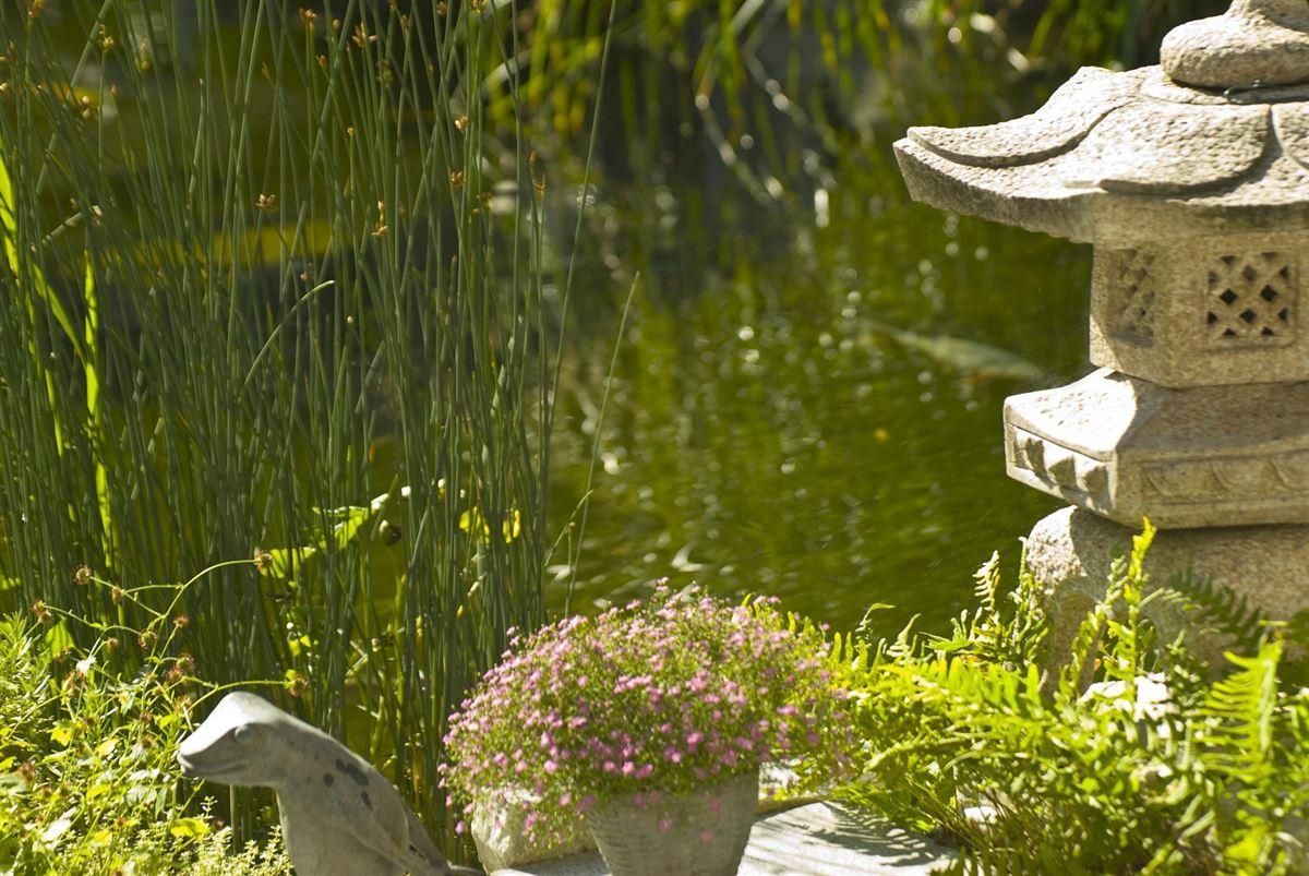 Ein Teich mit einer Schildkrötenstatue und Blumen davor.