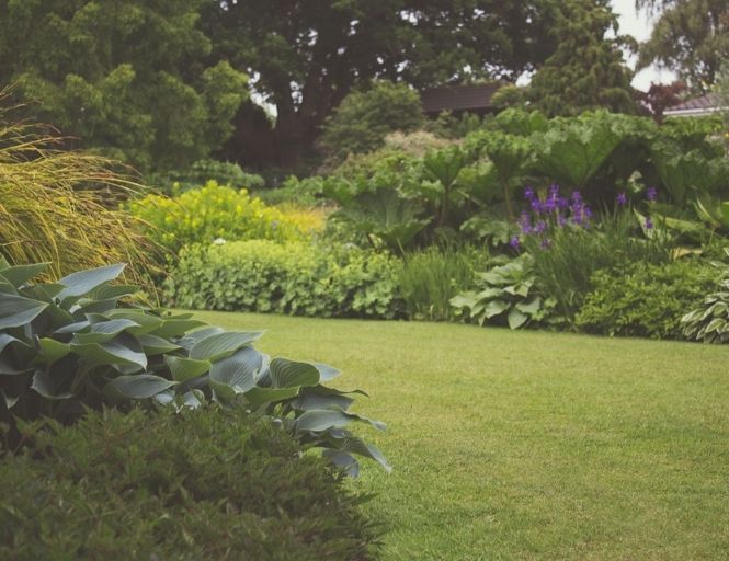 Ein üppiger grüner Garten mit vielen Pflanzen und Bäumen