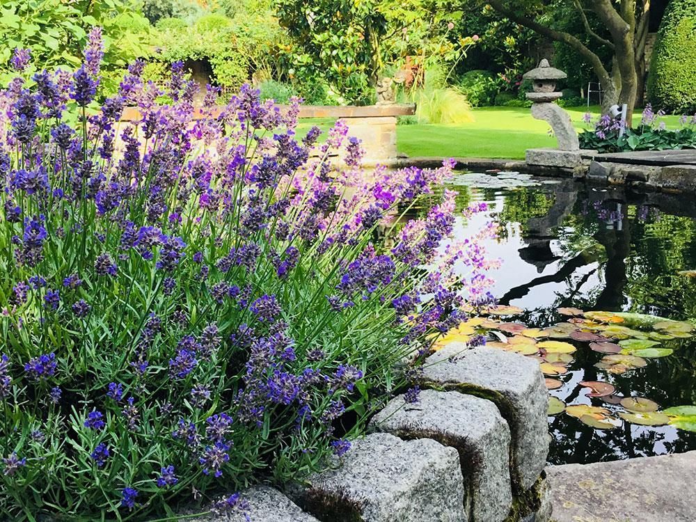 Neben einem Teich in einem Garten wachsen violette Blumen.